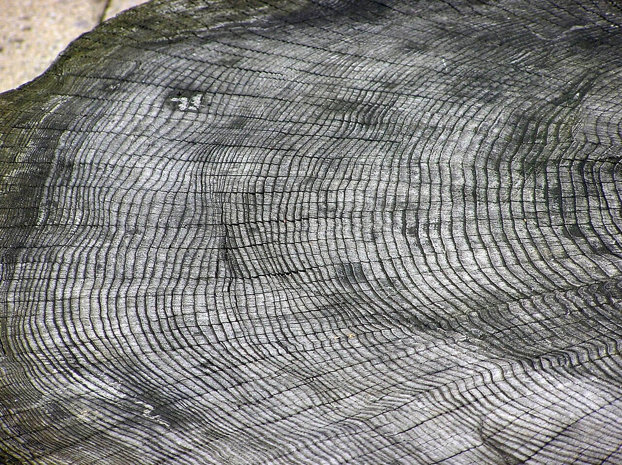 Growth rings in a cut trunk. Each pair of light and dark bands is one year, and their differing widths record the conditions of that year.