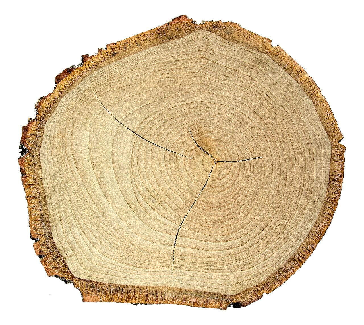 A polished cross section. The pattern of wide and narrow rings, rather than the count alone, is what identifies a span of years.