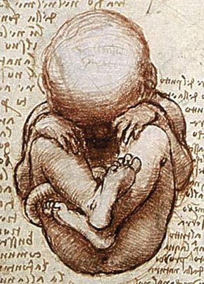 A foetus in the womb. The hypothesis holds that organ development and metabolic settings established before birth are not revisable afterwards.