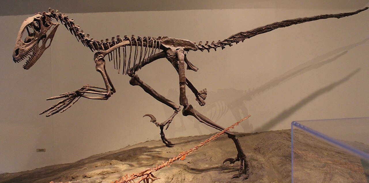 Deinonychus, described by John Ostrom in 1969. Its proportions and the stiffened tail indicated a fast active predator, which is the observation that reopened the metabolism question.
