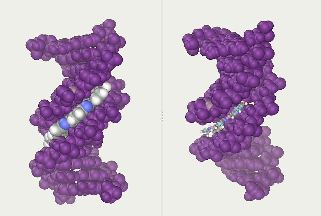 DNA major and minor grooves. The latter is a binding site for the Hoechst stain dye 33258. Credit: P99am (CC BY-SA 3.0).