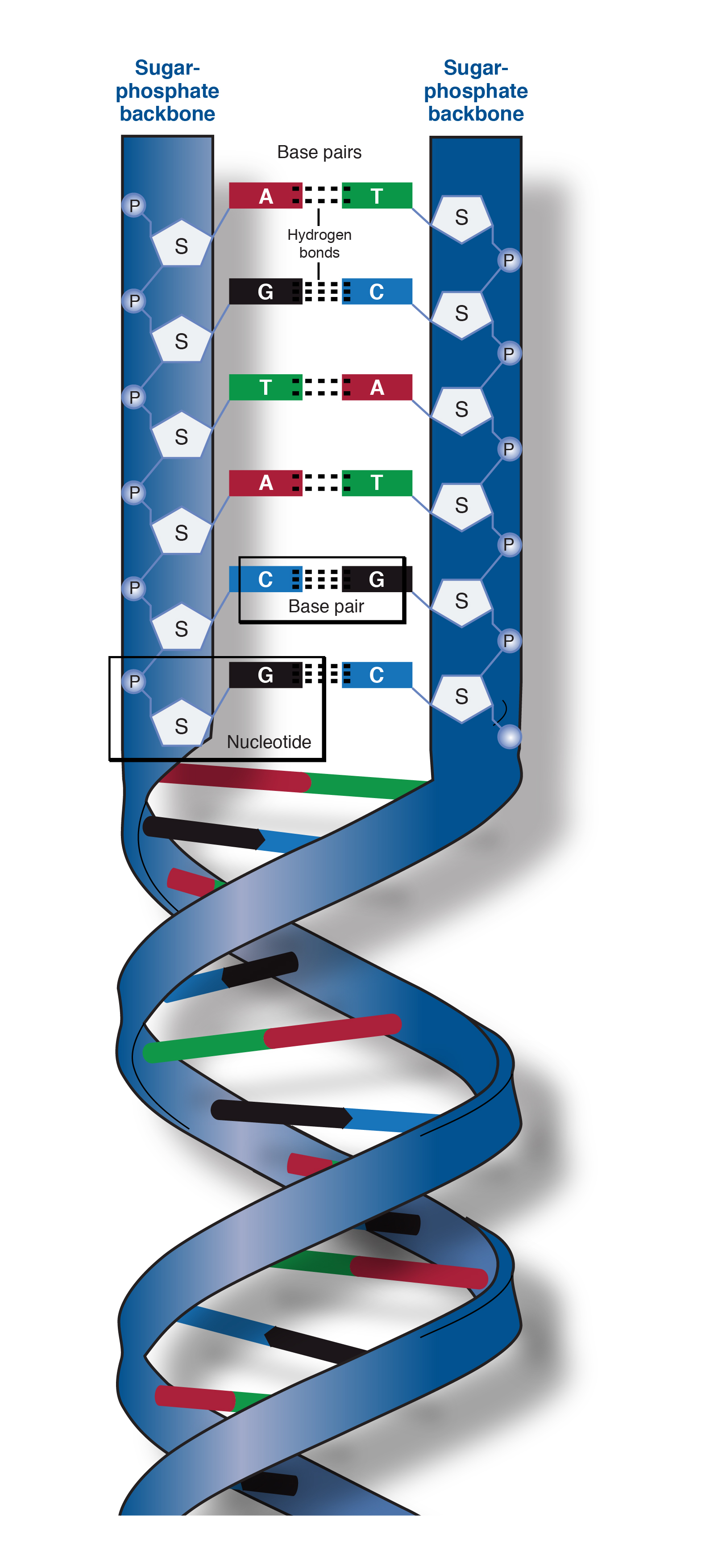 A simplified diagram of the DNA double helix, two strands wound around a common axis.