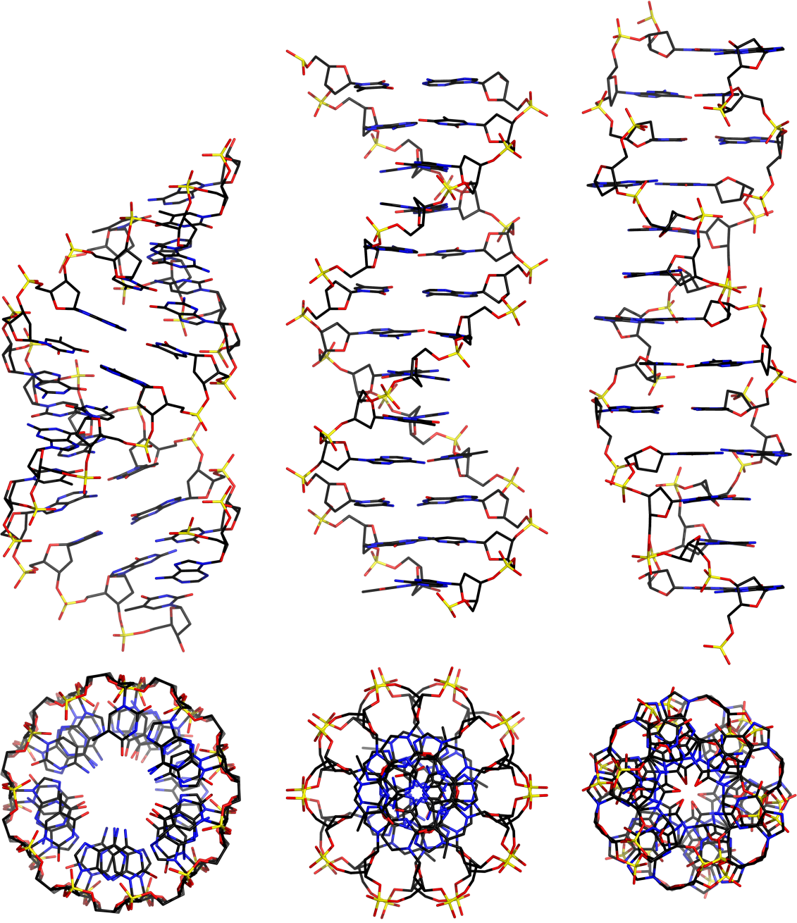 The A, B, and Z forms of DNA, variations on the double helix seen under different conditions.