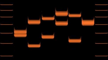 A comparison of genetic patterns from different individuals, the basis of DNA profiling.