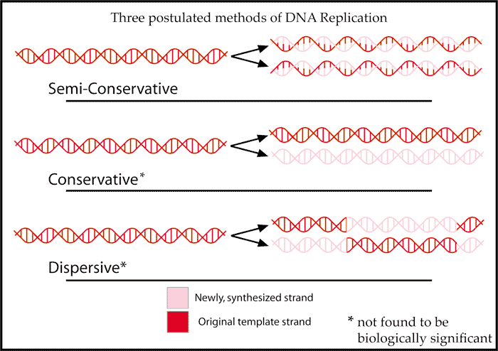 Conservative, semiconservative and dispersive replication. Meselson and Stahl distinguished them by growing bacteria on heavy nitrogen and following the density of DNA across generations.