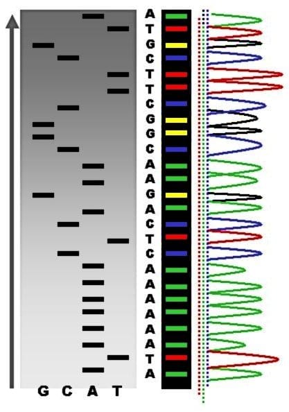 Sequencing output, from radioactive gels to fluorescent traces. Reading the sequence was originally a manual interpretation of bands on film.