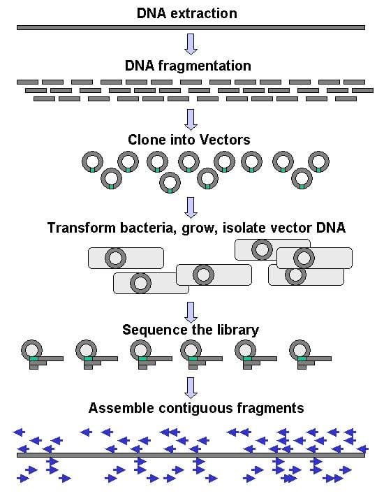 Preparing sequencing libraries. Sample preparation became the rate-limiting step once the sequencing itself was parallelised.