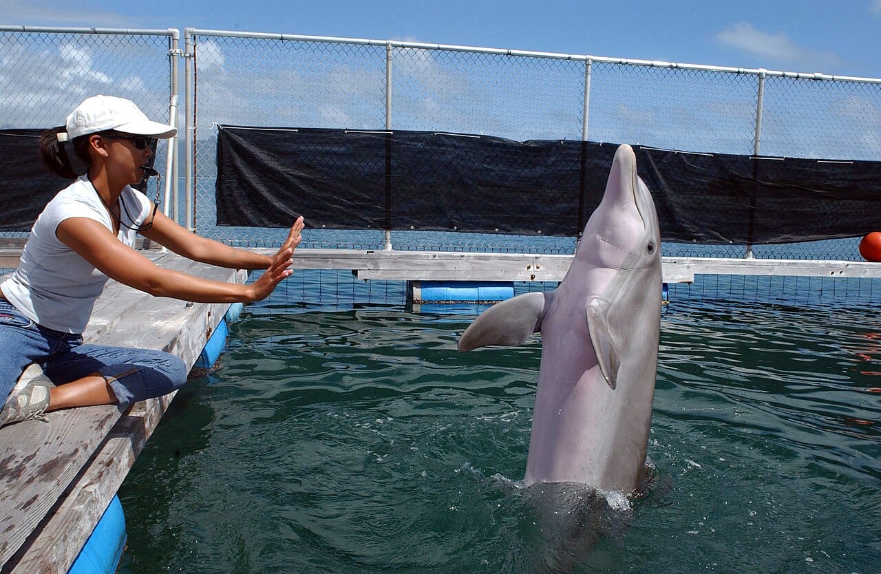 A US Navy bottlenose dolphin. The Marine Mammal Program has trained dolphins since the 1960s for mine detection and object recovery, work that exploits their echolocation rather than any general intelligence.