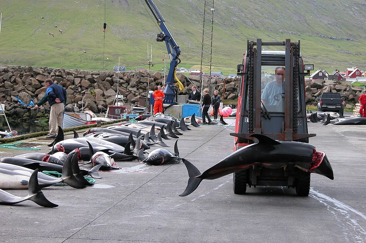 A drive hunt in the Faroe Islands. Pods are herded into shallow water and killed; the practice continues in the Faroes and in Taiji, Japan, where some animals are also taken alive for aquariums.