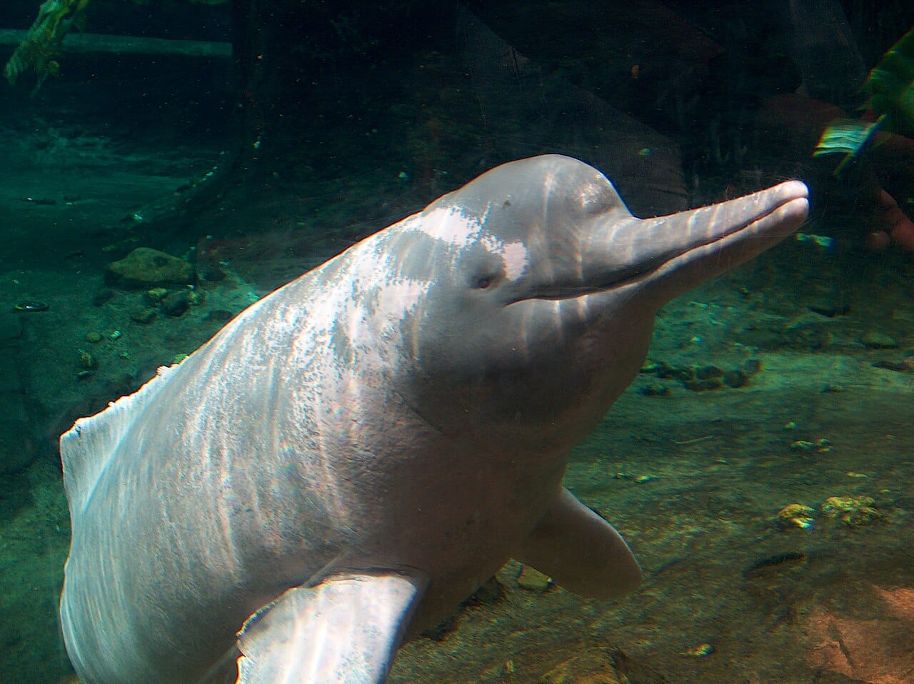 An Amazon river dolphin. River dolphins are not a single group but several lineages that entered fresh water independently, and they converged on small eyes, long beaks and flexible necks.