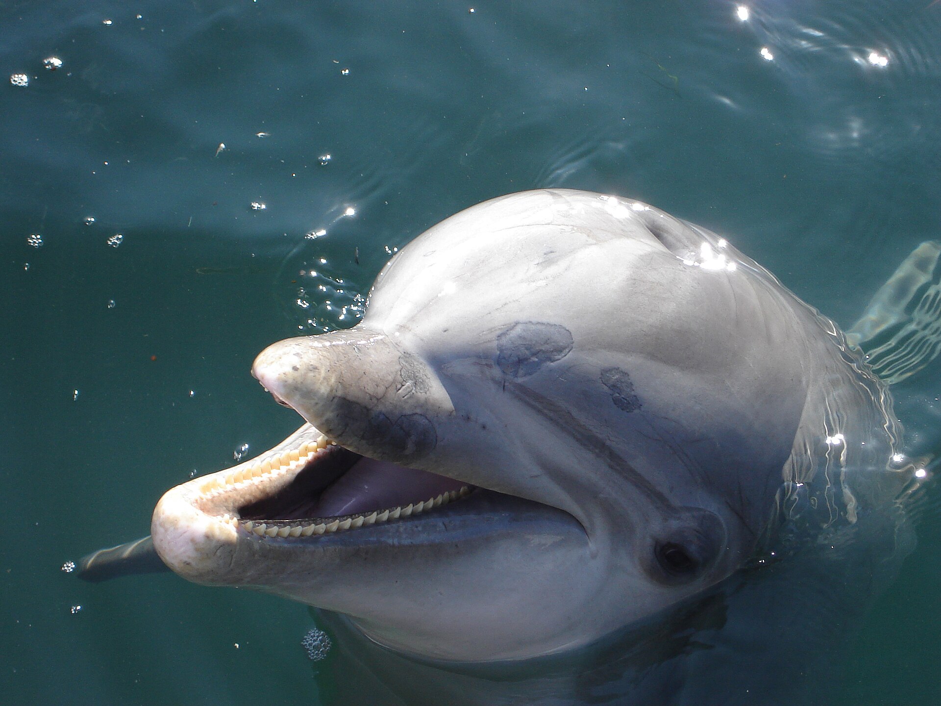 The face of a bottlenose dolphin, whose curved mouth gives it a permanent 'smile'. Credit: Flickr user: Ste Elmore San Deigo, United States https://www.flickr.com/people/steelmore/ (CC BY 2.0).