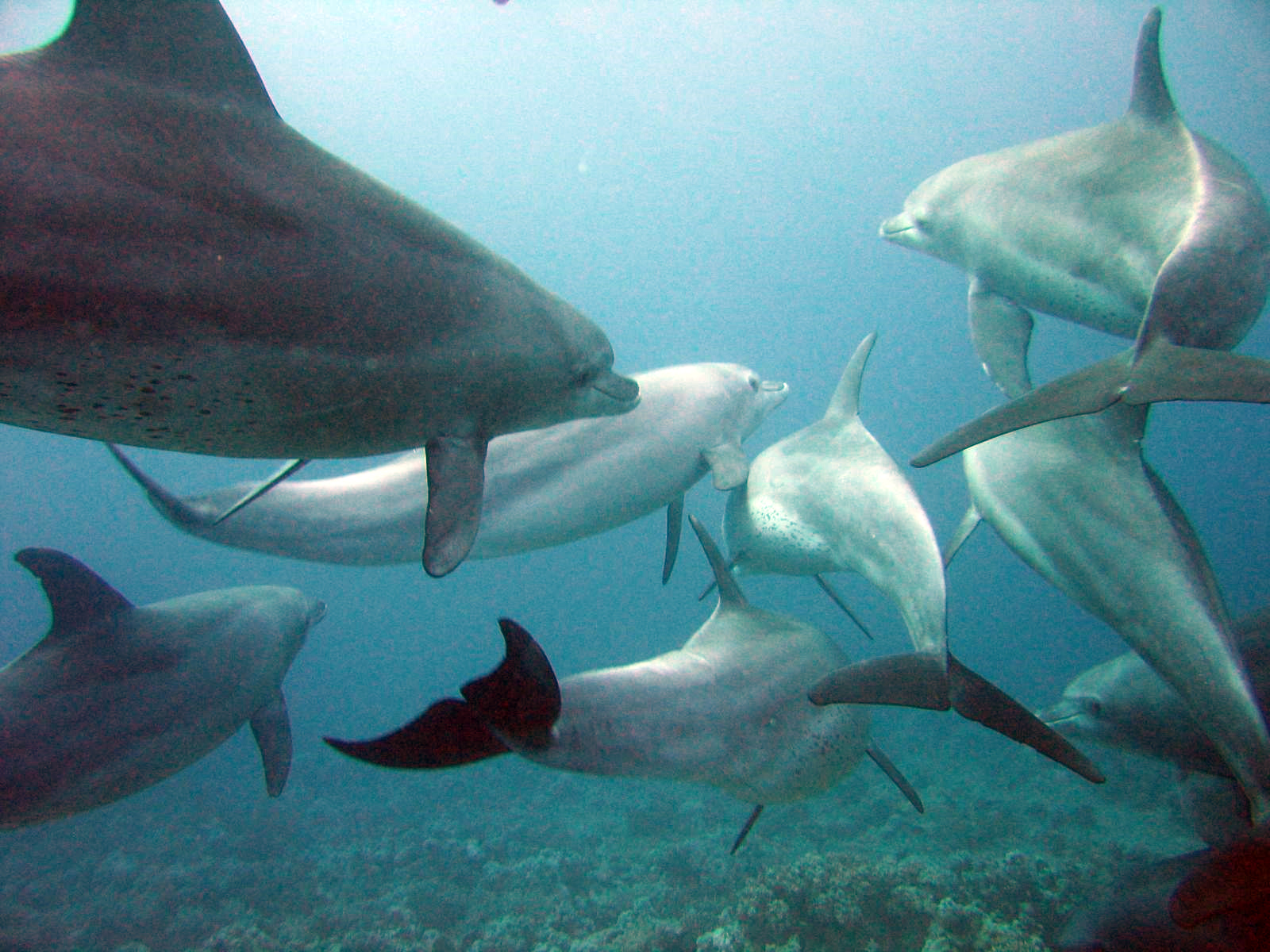 A pod of dolphins; these animals live in tight-knit social groups that cooperate and communicate constantly. Credit: Serguei S. Dukachev (CC BY-SA 3.0).