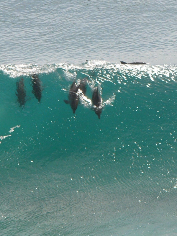 Dolphins are famous for their playful behaviour, riding waves and the bow waves of boats. Credit: BabyNuke (CC BY-SA 3.0).