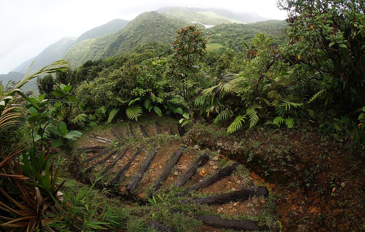 A hiking path through Dominica's rainforest. Roughly two thirds of the island remains forested, and the absence of long beaches meant mass resort tourism largely passed it by, which is what made it attractive to walkers and divers.