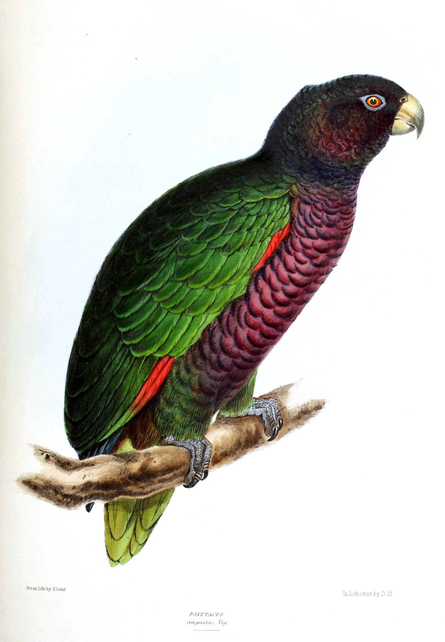 The Sisserou parrot, or Imperial Amazon, found only on Dominica and featured on the national flag. Credit: David William Mitchell (1813-1859) (Public domain).