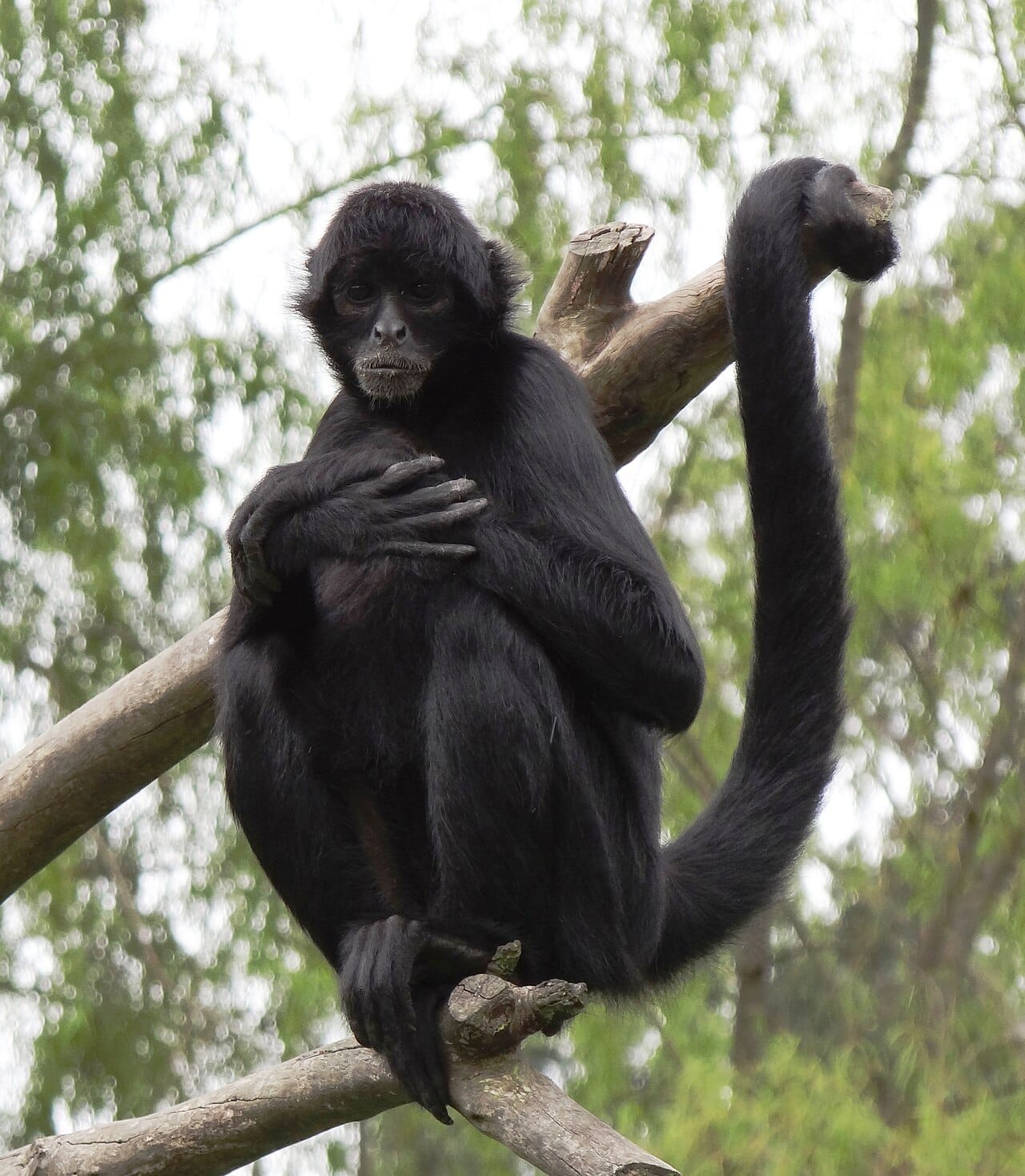 A spider monkey. Field studies have measured ethanol in the fruit they eat and its metabolites in their urine, confirming routine consumption in the wild.