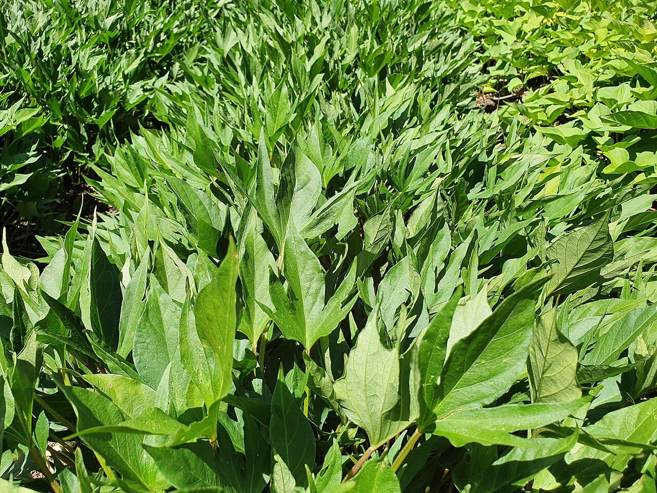 Sweet potato, a staple on Rapa Nui. Analyses of agricultural capacity and of diet have been used to argue that the island supported a stable population rather than one in ecological freefall.