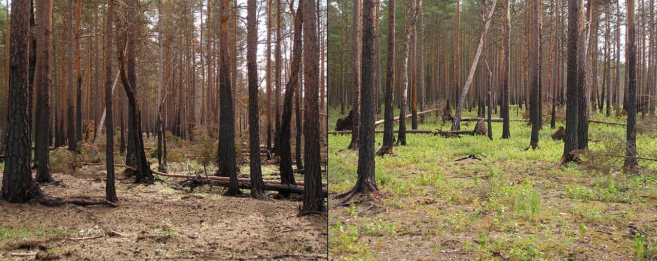 Boreal forest regenerating after fire. Soil, seeds and roots survive the disturbance, so recovery begins from an existing base rather than from nothing.