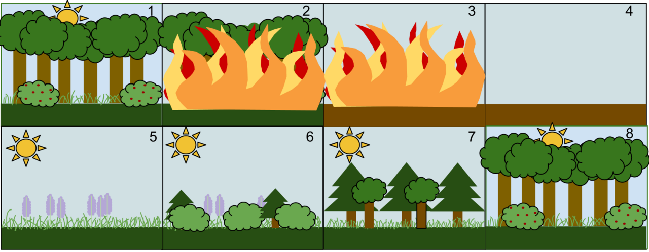 Stages of secondary succession. Each stage alters conditions in ways that favour the next, which is what gives the sequence its direction.