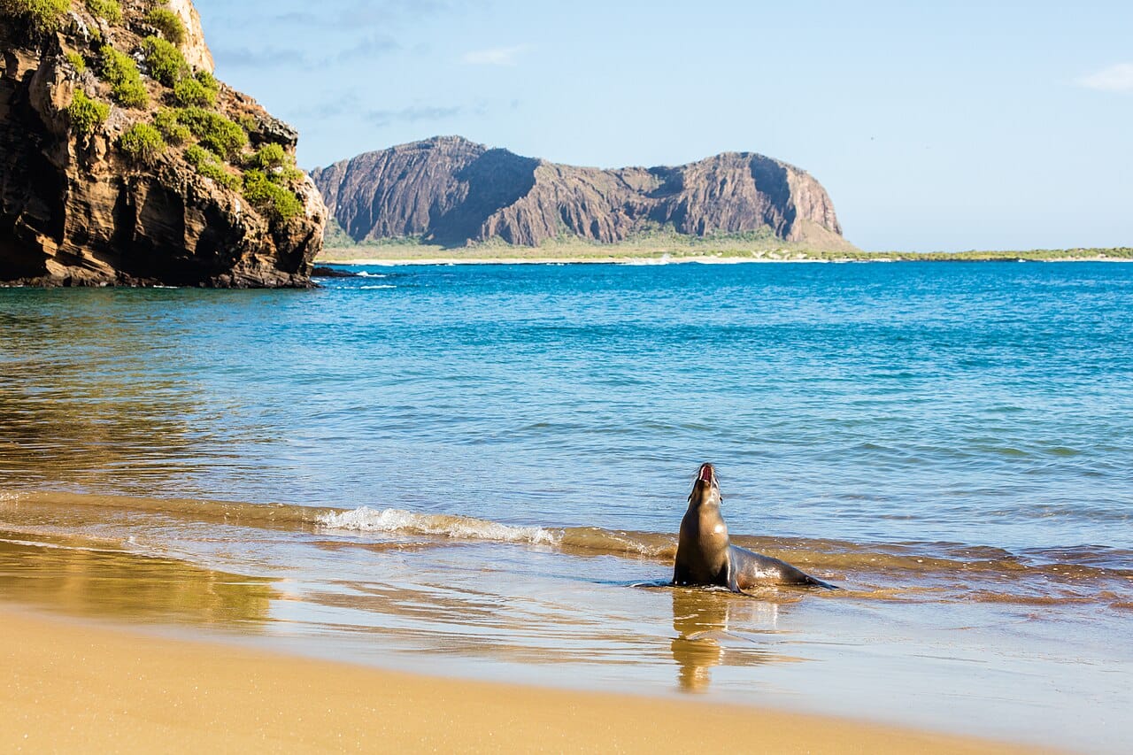 A sea lion on the Galapagos Islands, the remote Pacific archipelago belonging to Ecuador. The islands' tame and unique wildlife, seen by Charles Darwin in 1835, helped lead him to the theory of evolution, and they remain a wonder of the natural world.