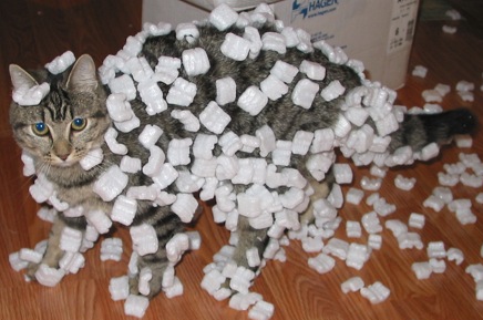 Foam pieces clinging to a cat's fur, a familiar example of static electric force.