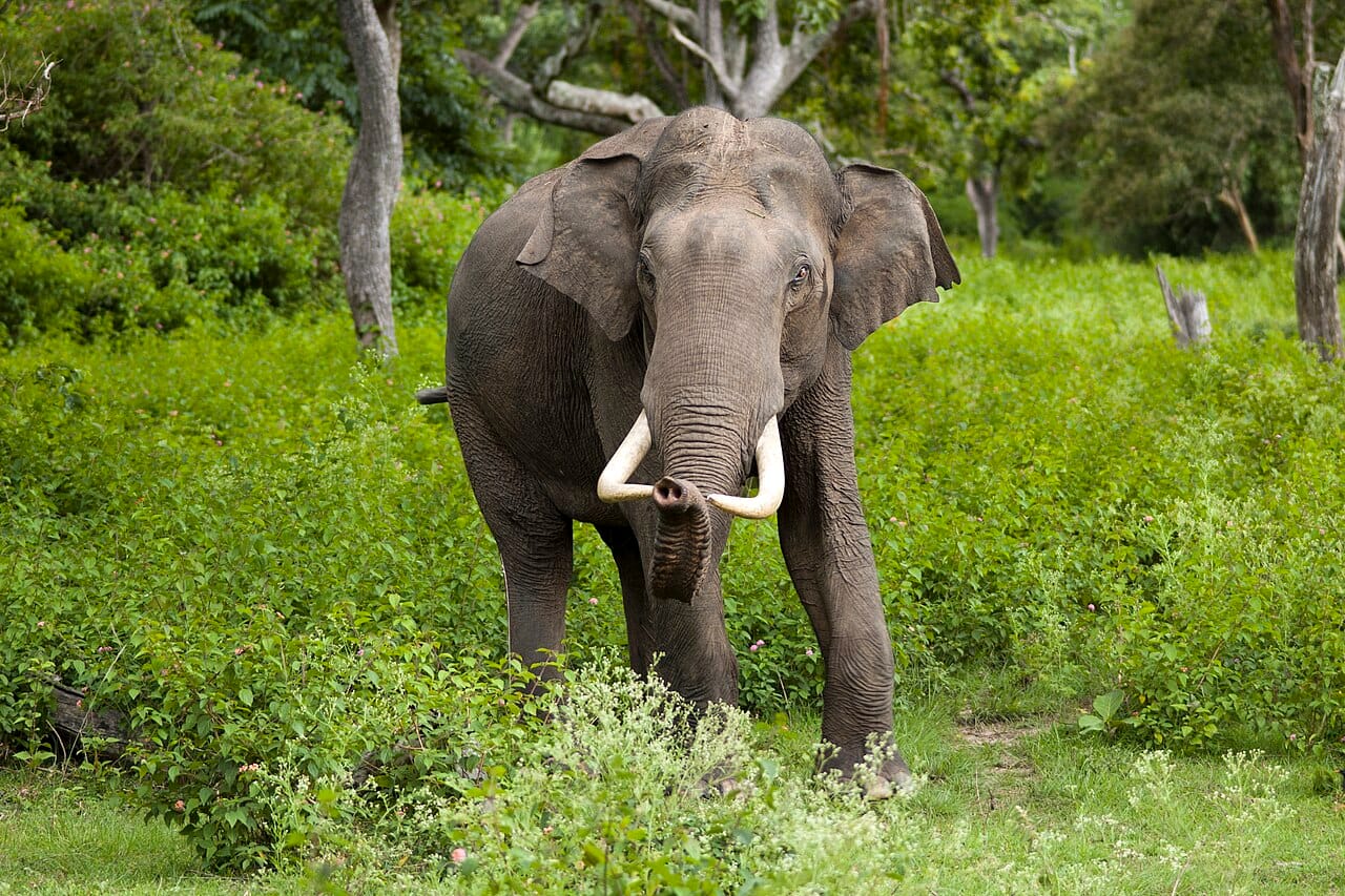 An Asian elephant. Only some males carry tusks, and the proportion varies by population, which has left Asian elephants less exposed to ivory poaching than their African relatives and more exposed to habitat loss and capture.