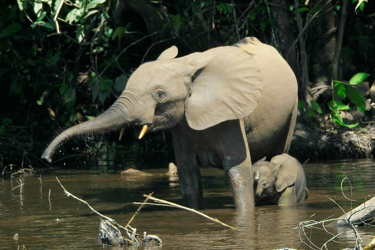 An African forest elephant. Its seed dispersal shapes the composition of Congo basin rainforest, and its loss measurably reduces the density of the large hardwood trees that store the most carbon.