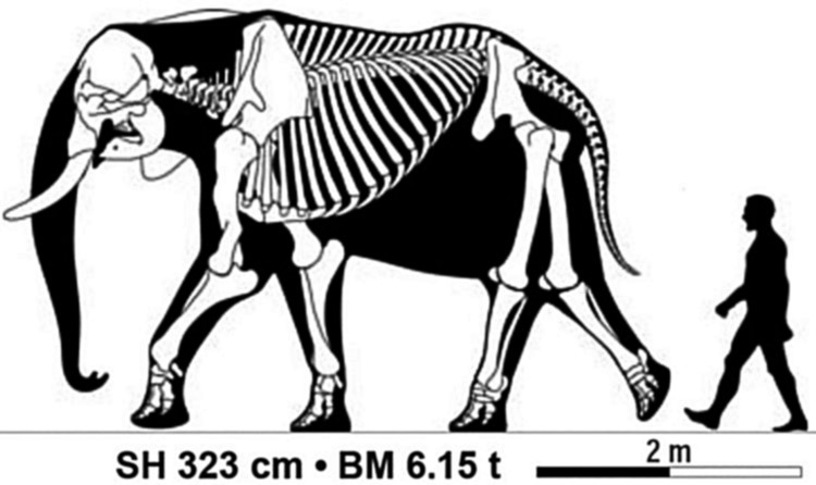 A size comparison of an elephant against a human figure. Large bush elephant bulls reach around three and a half metres at the shoulder and six tonnes.