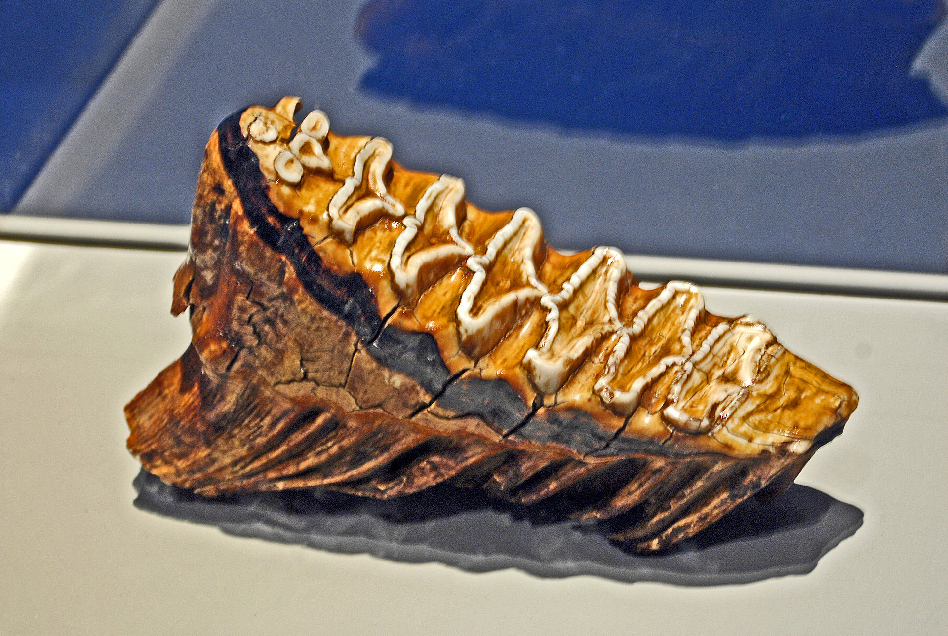 The huge ridged molar of an African bush elephant, worn down by a lifetime of grinding vegetation. Credit: Hectonichus (CC BY-SA 3.0).