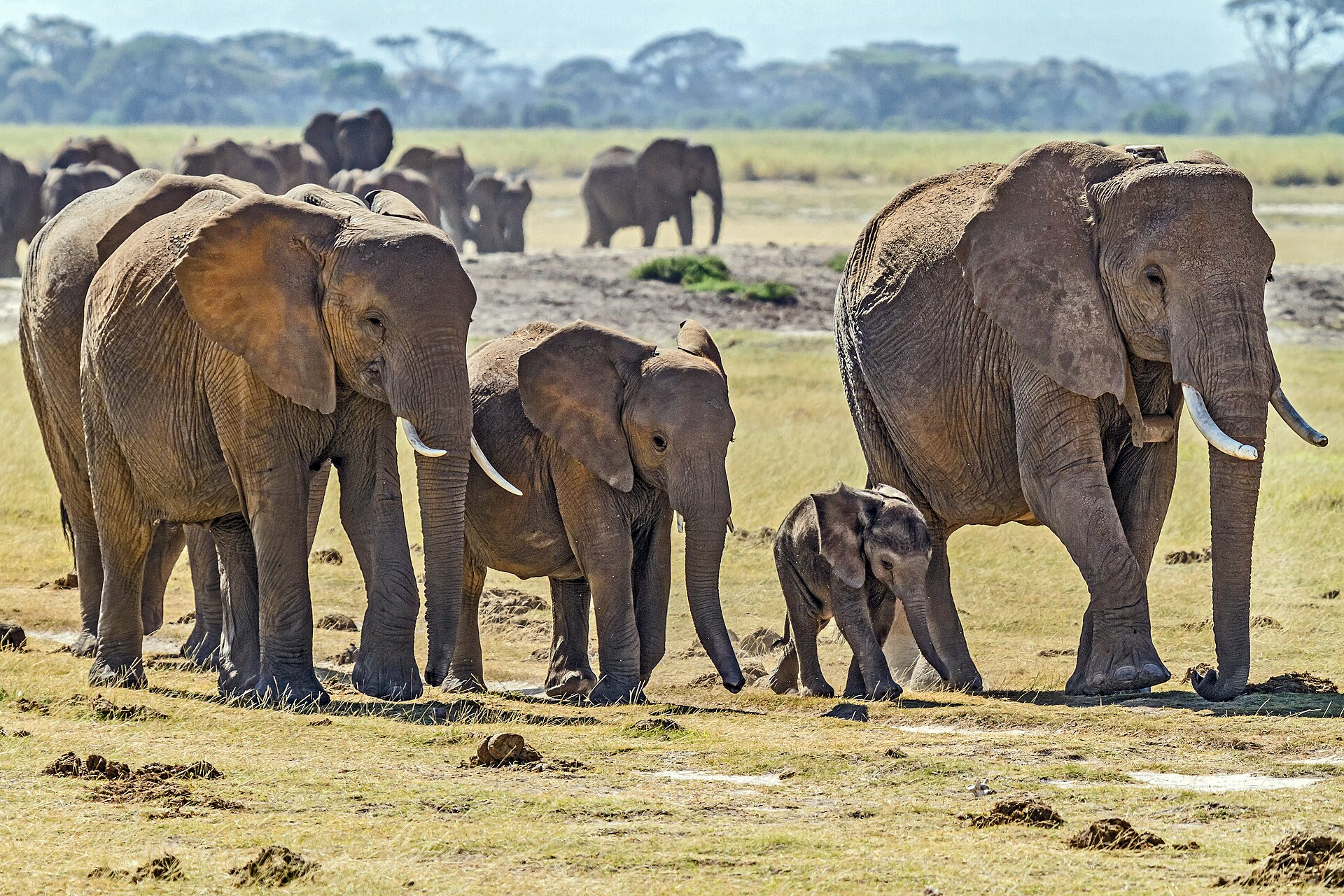 A herd of elephants in Amboseli National Park, Kenya, led by an older female. Credit: Benh LIEU SONG / Benh LIEU SONG (CC BY-SA 2.0).