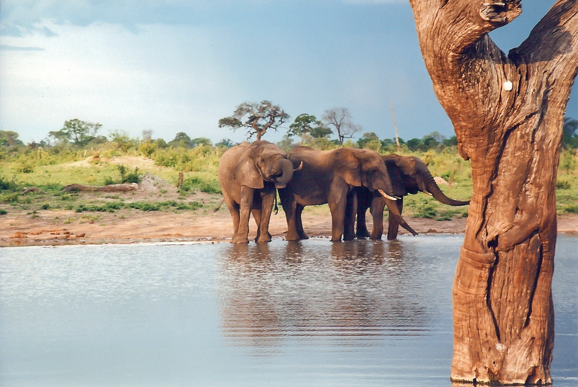 Elephants gathering at a water hole, where families meet and socialise. Credit: JackyR (CC BY-SA 3.0).