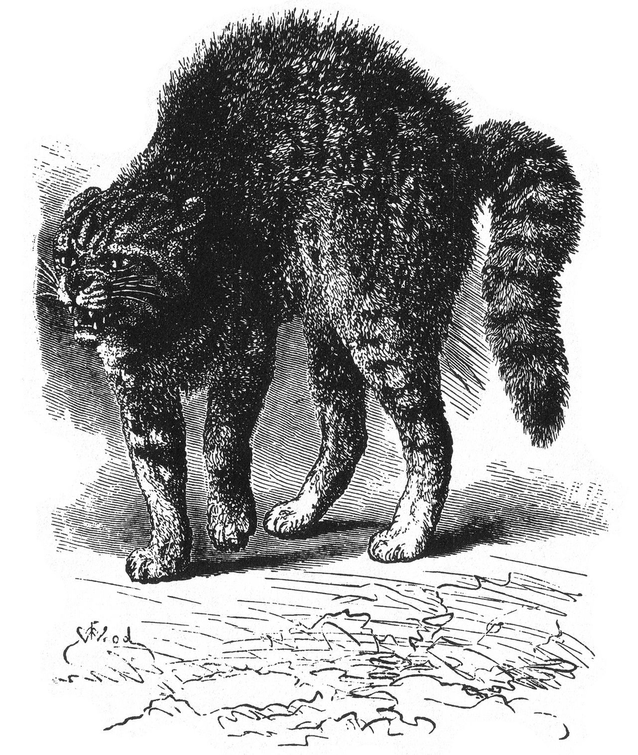 An illustration from Darwin's study of emotional expression, 1872. He argued that expressions are inherited and shared with other animals, which is the origin of the basic emotions position.