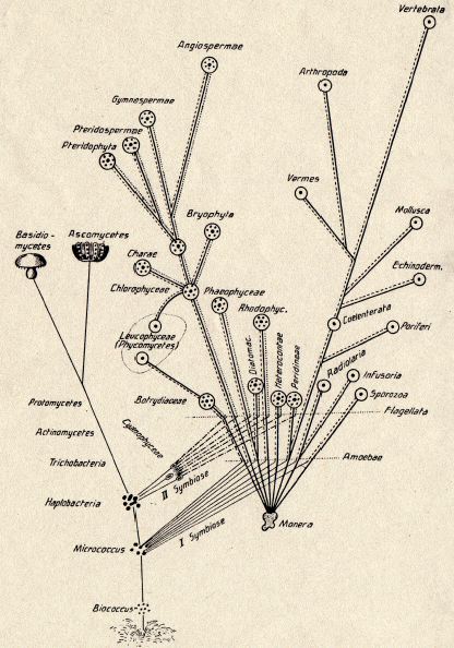 A mitochondrion, the cell's powerhouse, descended from an ancient engulfed bacterium.