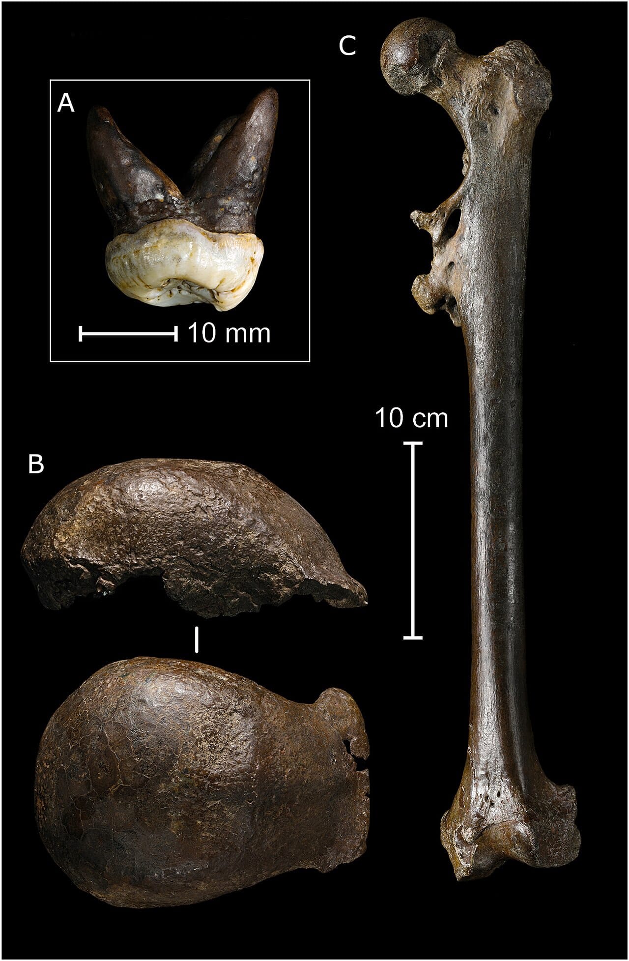 The Java Man fossil, an early Homo erectus. The anatomical features the hypothesis identifies appear with erectus around two million years ago, which is the timing the proposal depends on.
