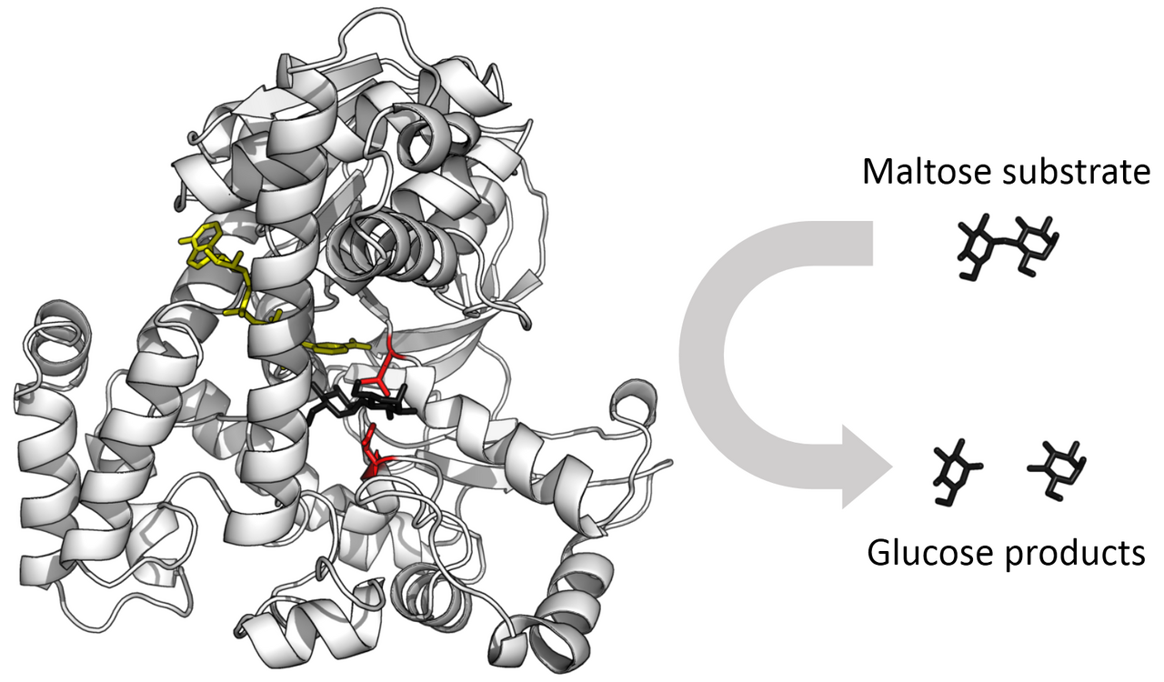 A glucosidase enzyme. The catalytic work happens at a small pocket within a much larger folded structure, whose function is to hold that pocket in exactly the right shape.
