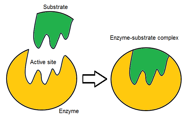 The lock and key model. It explains specificity and is wrong about rigidity, which matters because a rigid site complementary to the substrate would stabilise the wrong thing.