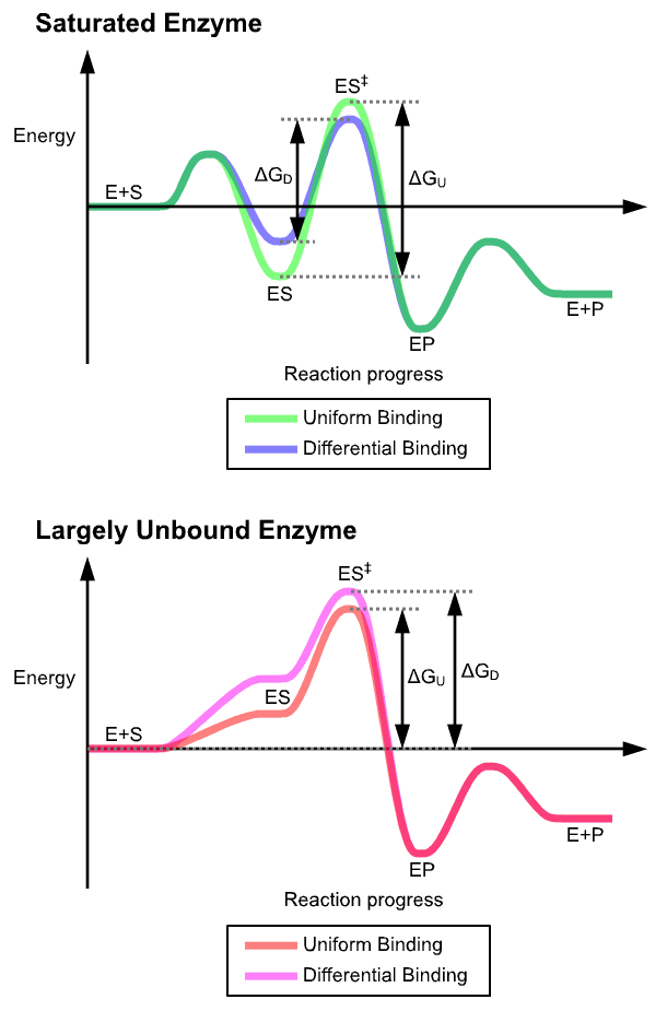 Uniform versus differential binding. An enzyme that bound its substrate most tightly would be a poor catalyst; the effect comes from binding the transition state more tightly than either substrate or product.
