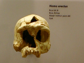 The Buia cranium from the Danakil region, roughly a million years old and close to the transition between Homo erectus and later forms. The Horn of Africa has yielded some of the most important hominin remains anywhere.