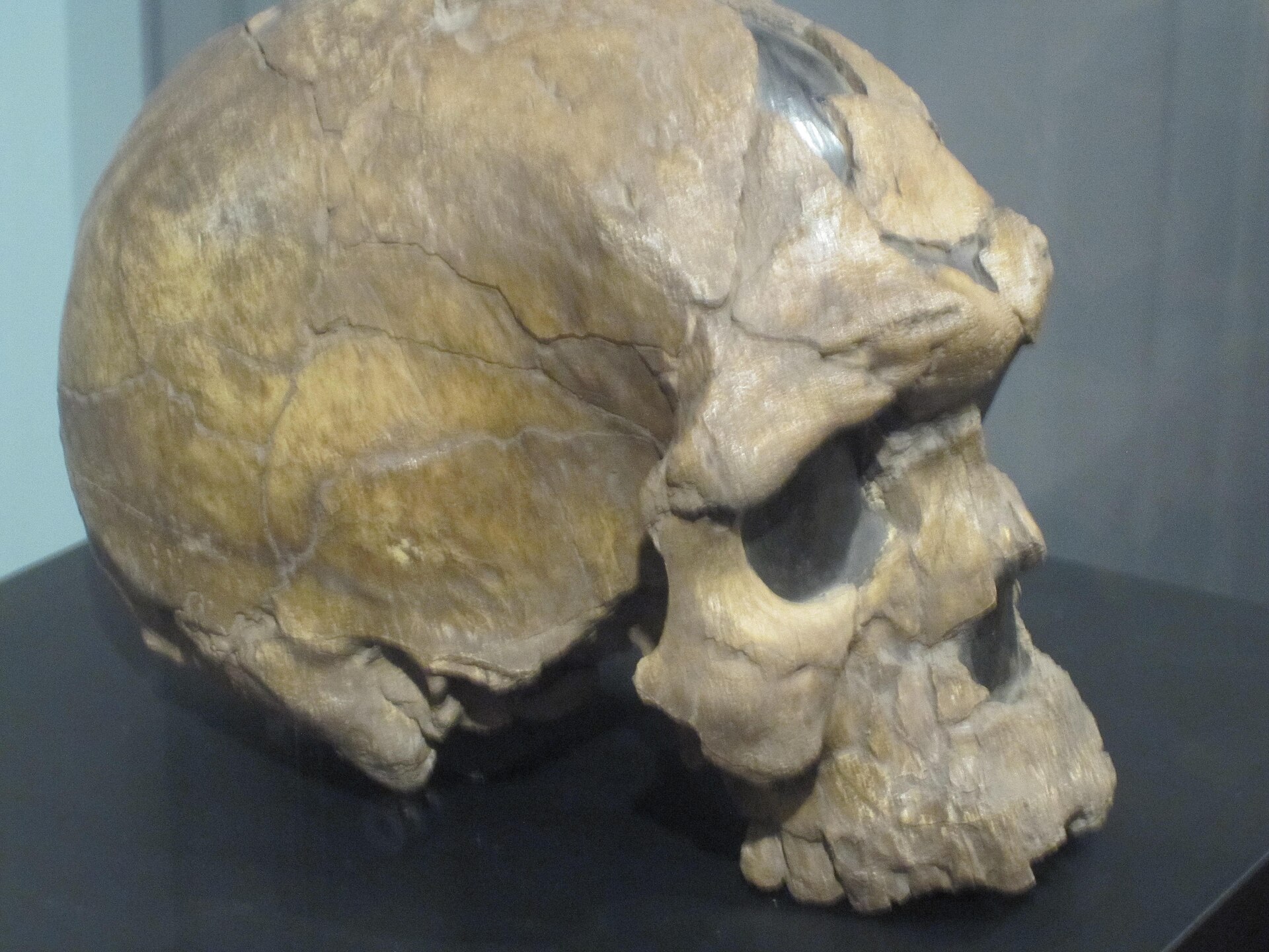 A fossil skull of Homo sapiens idaltu, found in Ethiopia, from the region where modern humans first evolved.