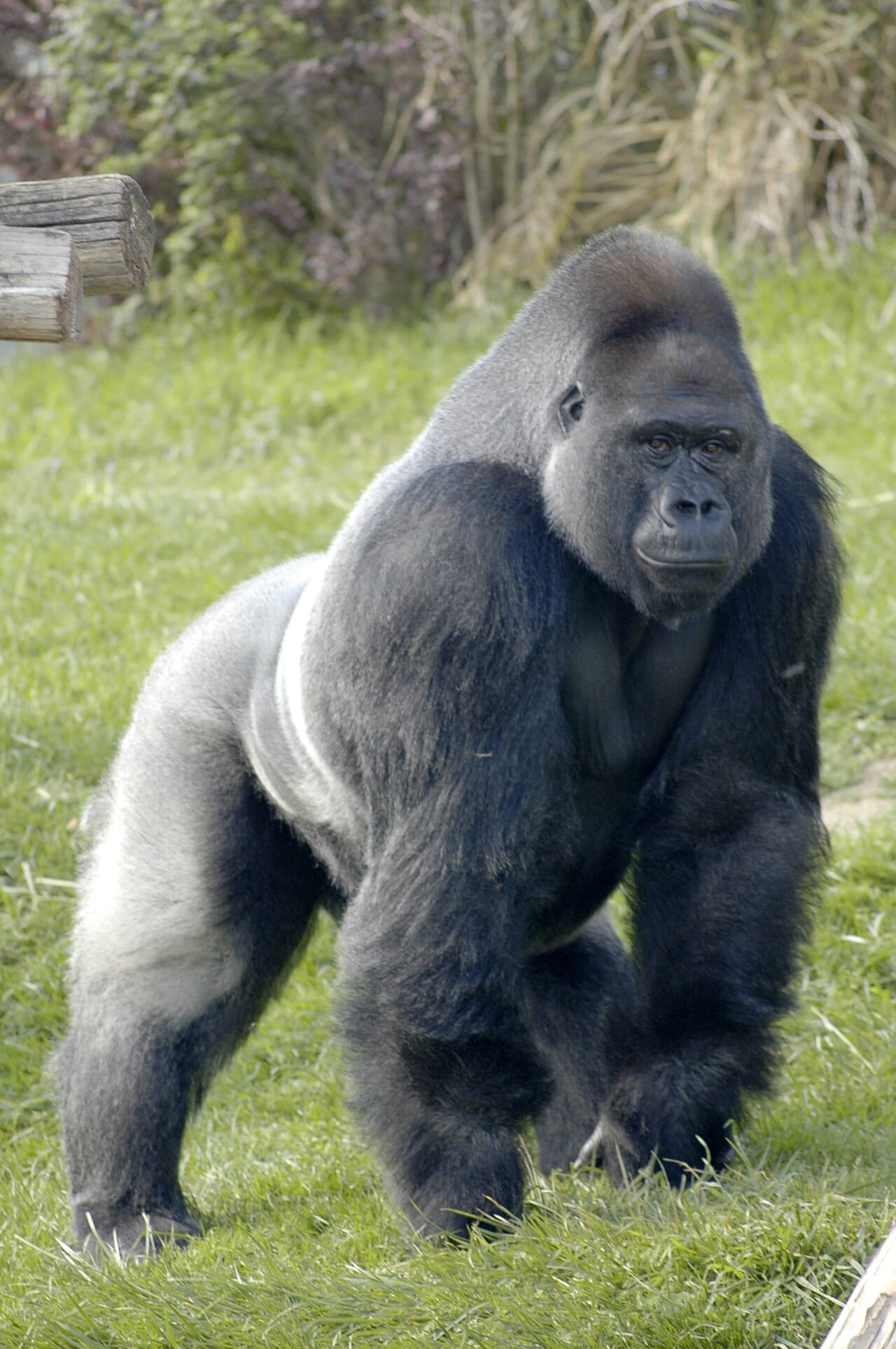 A gorilla. Apes eating fibrous plant material carry large fermenting guts, which is the contrast the hypothesis rests on.