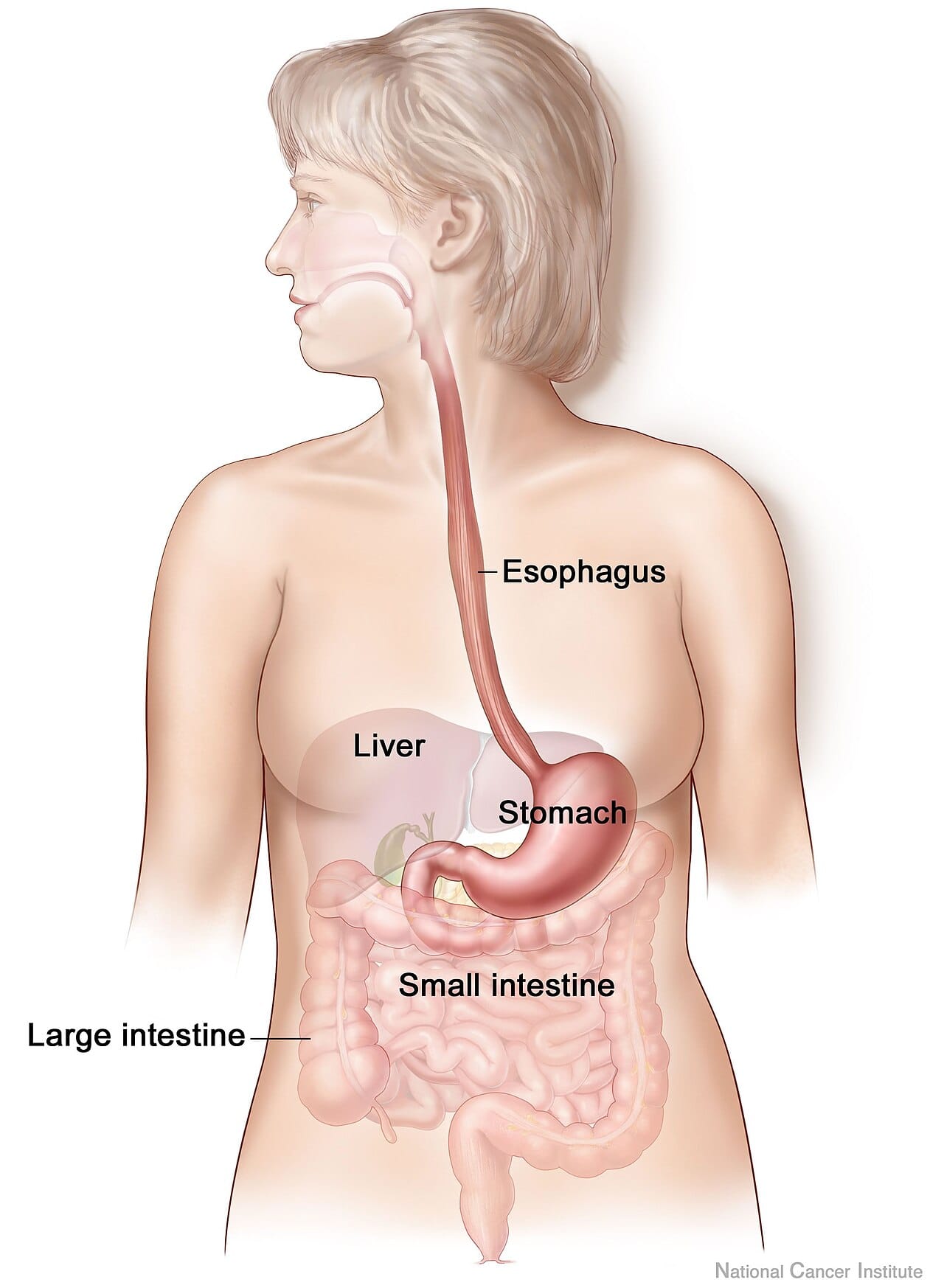 The human digestive tract, around sixty percent of the size expected for a primate of our body mass, with the reduction falling particularly on the colon.