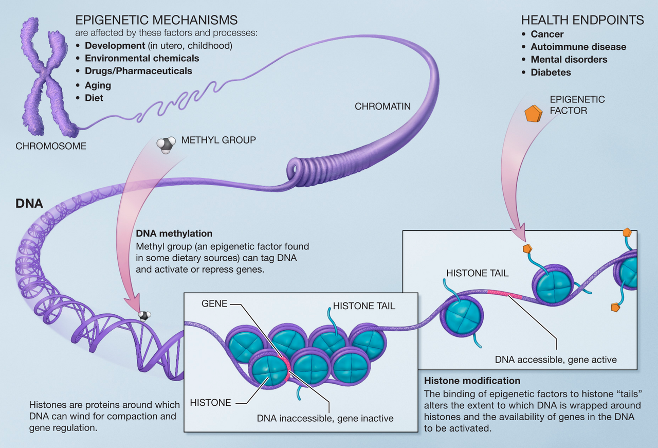 Epigenetic modification. Marks affecting gene expression can be transmitted across cell divisions and in some cases across generations, which is the inheritance channel most argued about.