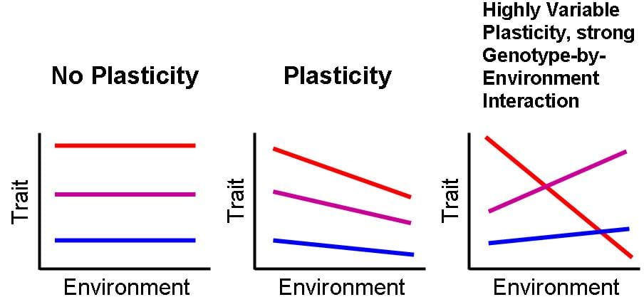 Phenotypic plasticity, in which one genotype produces different forms in different environments. Whether plasticity can lead evolutionary change rather than follow it is a central claim.