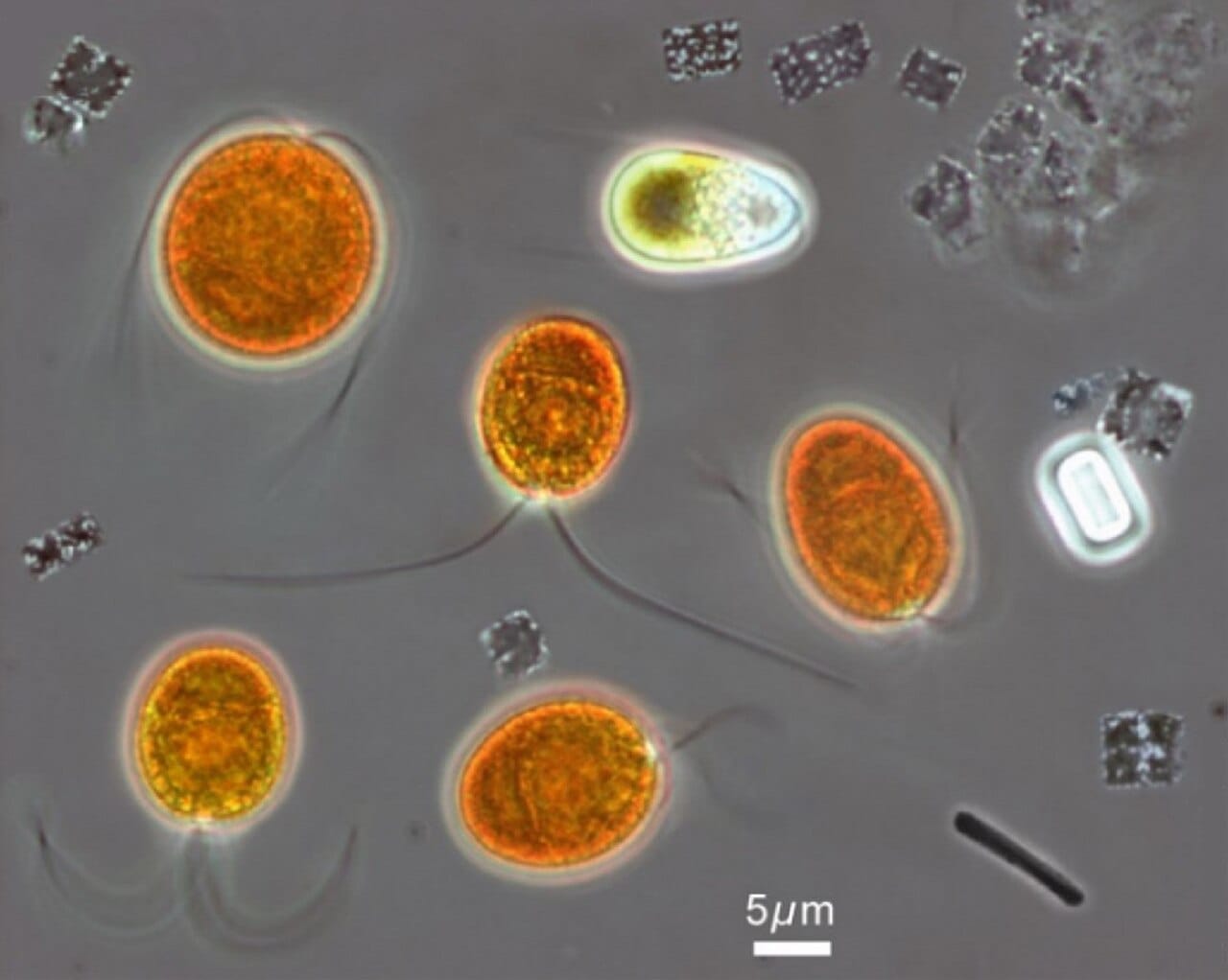 Microorganisms from a hypersaline lake. Environments once assumed sterile are routinely found to be inhabited, which is the finding that reframed the question of where life can exist.