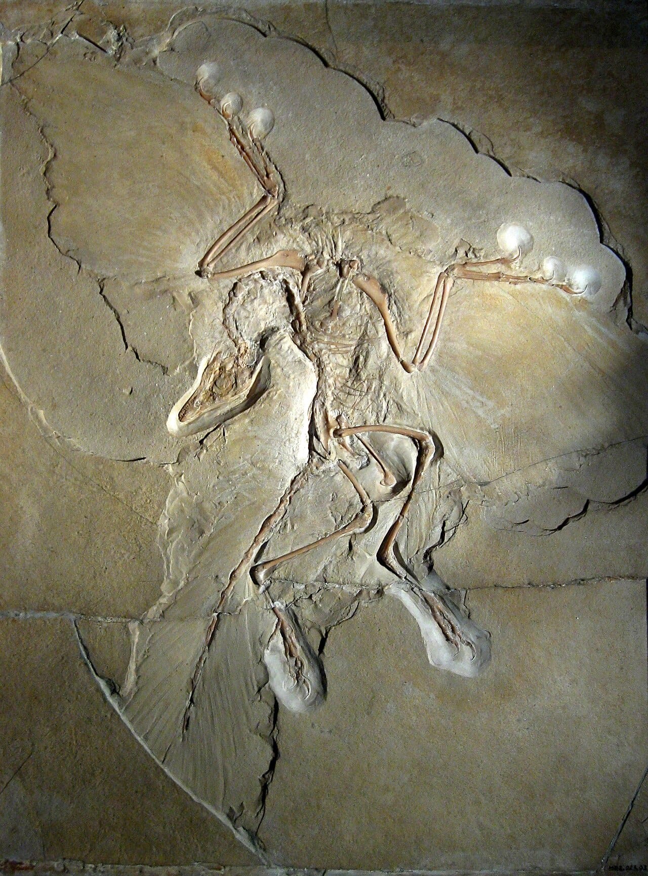 The Berlin specimen of Archaeopteryx, found in Bavaria and dating to about 150 million years ago. It has feathers and a wishbone, and also teeth, clawed hands and a long bony tail.
