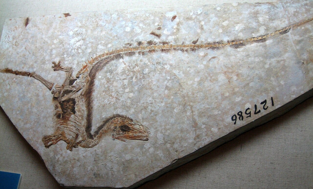 Sinosauropteryx, described in 1996. It is a compsognathid theropod, not a bird, and the dark filaments preserved along its back and tail are the covering that made the case unavoidable.
