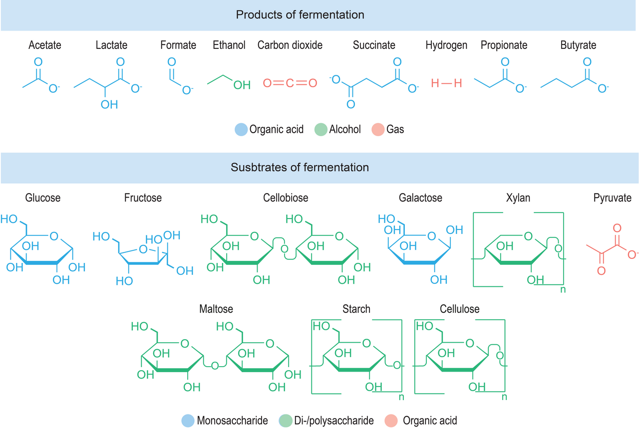 Common substrates and products. Different organisms take the same starting material to different end products, which is what distinguishes one fermented food from another.