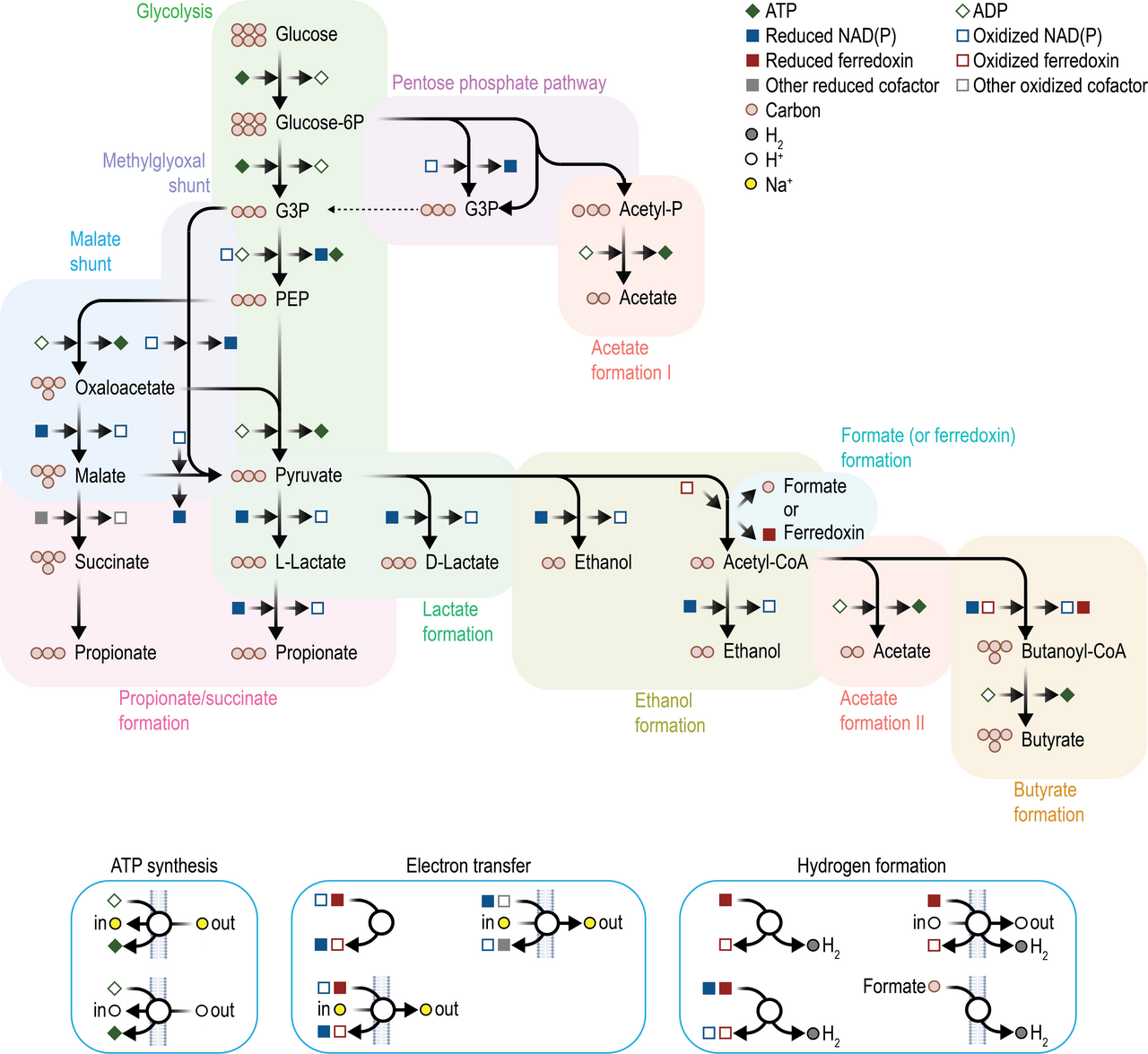 The pathway from glucose. Establishing that fermentation is a chemical process carried out by living cells was the dispute from which biochemistry emerged.