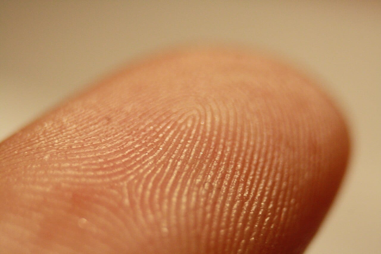 Ridge detail on a finger. The features used for identification are ridge endings and bifurcations, whose relative positions form the basis of comparison.