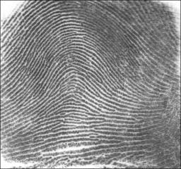 An arch pattern. The broad pattern classes were used to organise large paper collections into searchable groups before computerised matching existed.